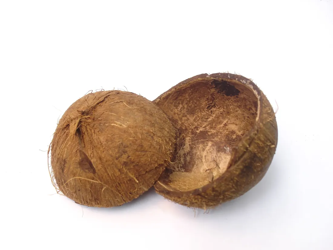Deux demi-coques de noix de coco, matière première du charbon actif